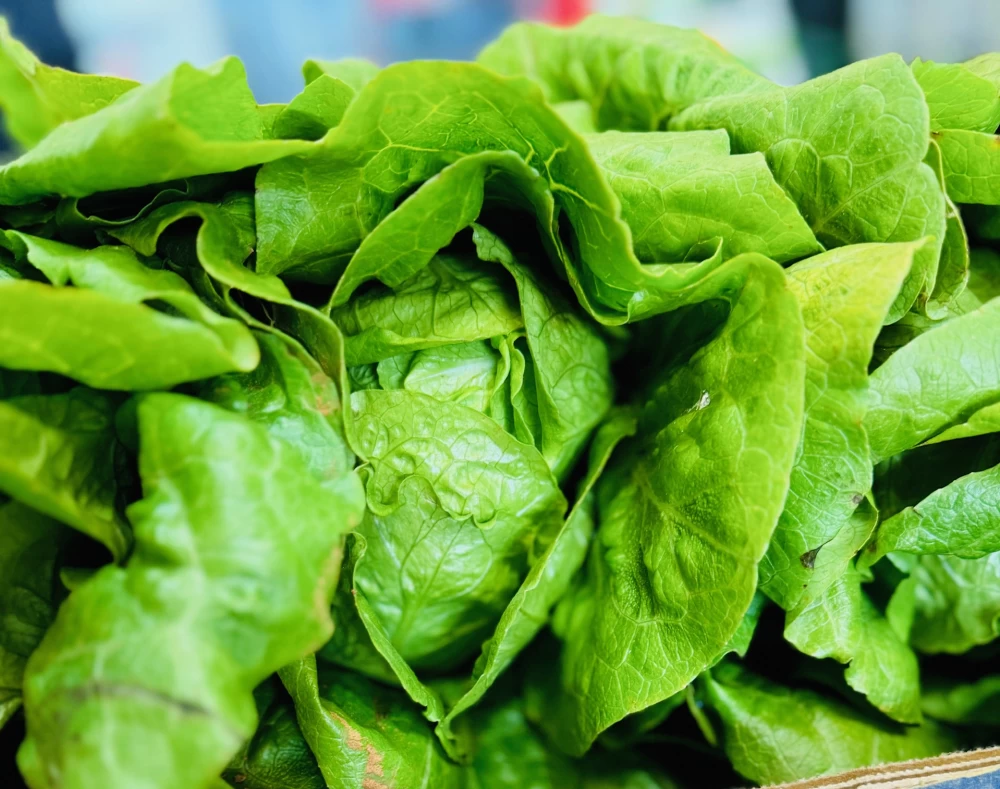 Corazones de Lechuga Romana de Huelva (Unidad)