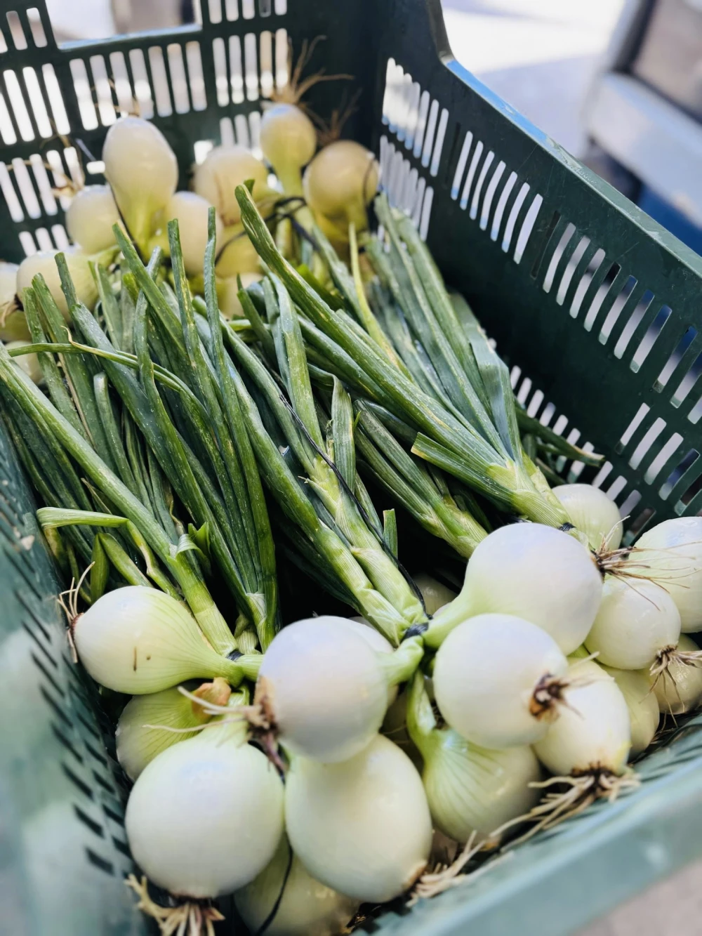 Cebollas Frescas Huerta Huelva (1Kg)