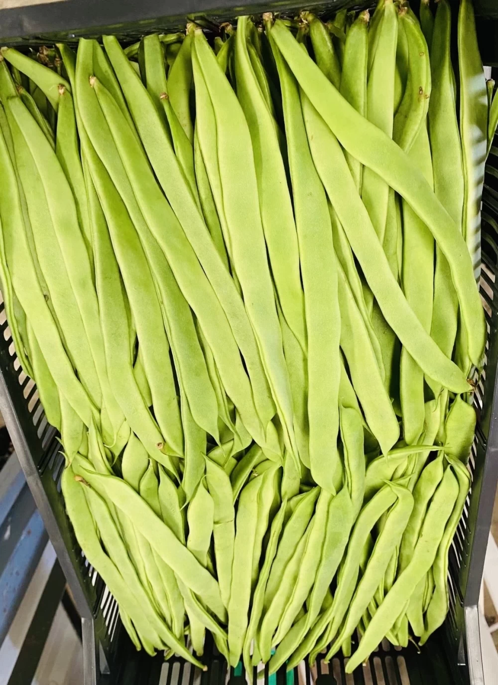 Judías Frescas Huerta Almería (500gr)