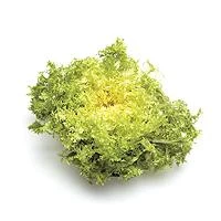 Escarola de la Magdalena (unidad)