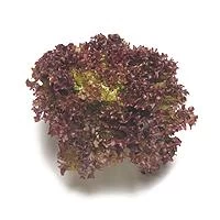 Lechuga Lollo Rosa (Unidad)