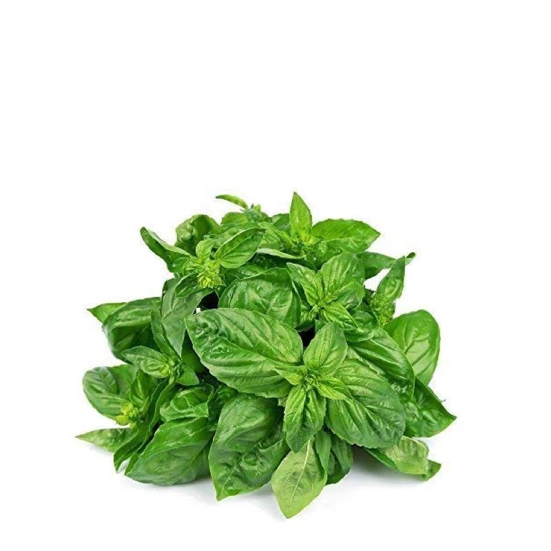 Albahaca Fresca Navarra (manojo)