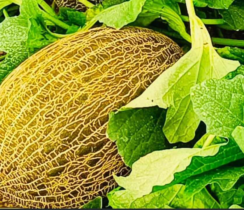 Melón Villaconejos D.O (2.5Kg APROXIMADO)