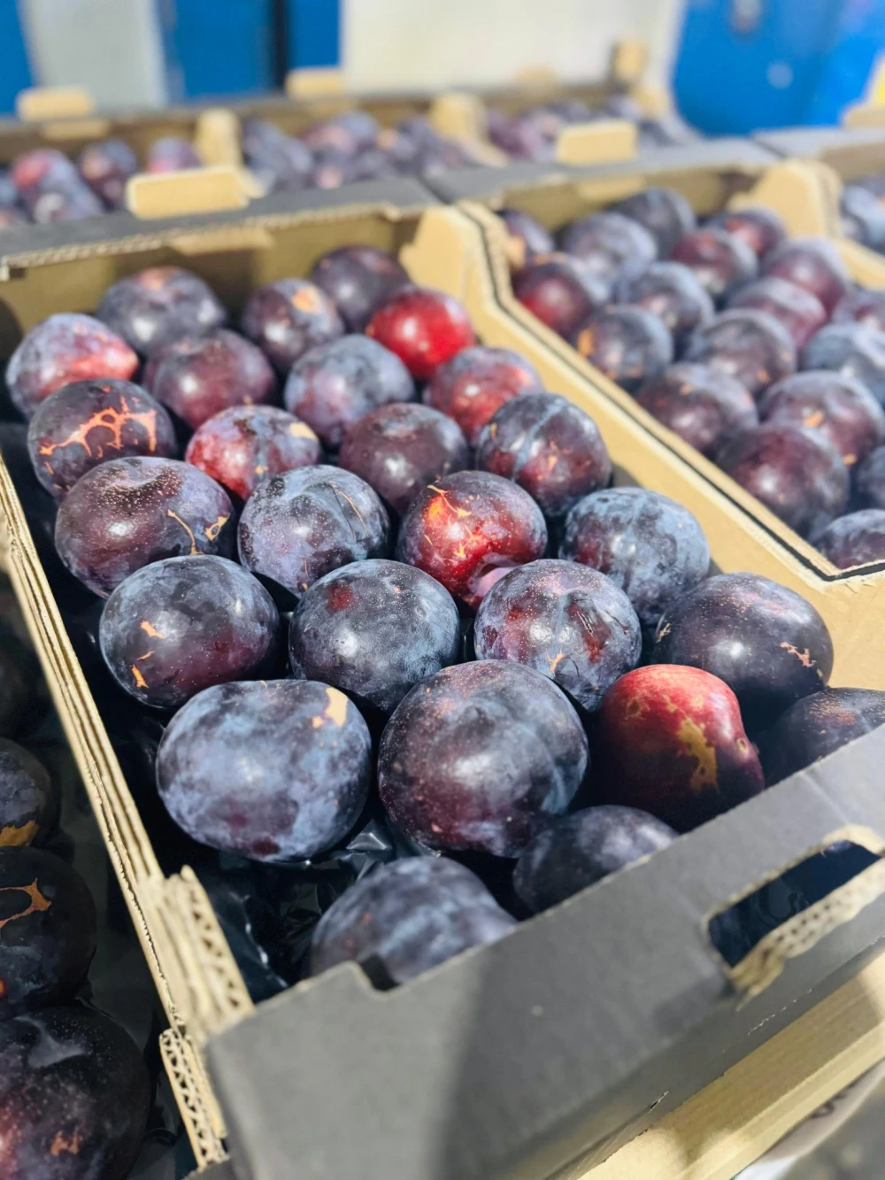 Ciruelas Negras de Almería (1Kg)