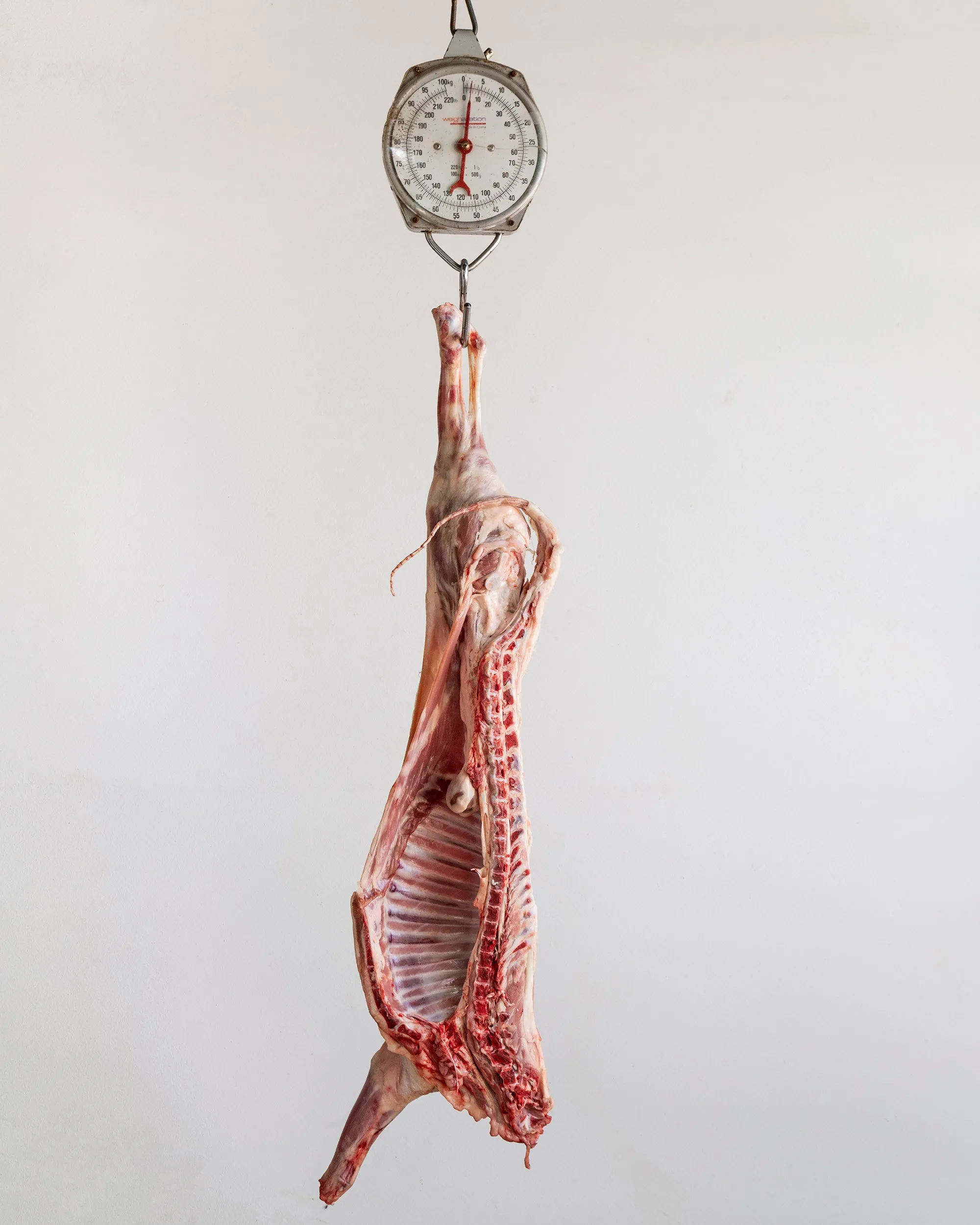 Cordero Lechal fresco 1/2 pieza