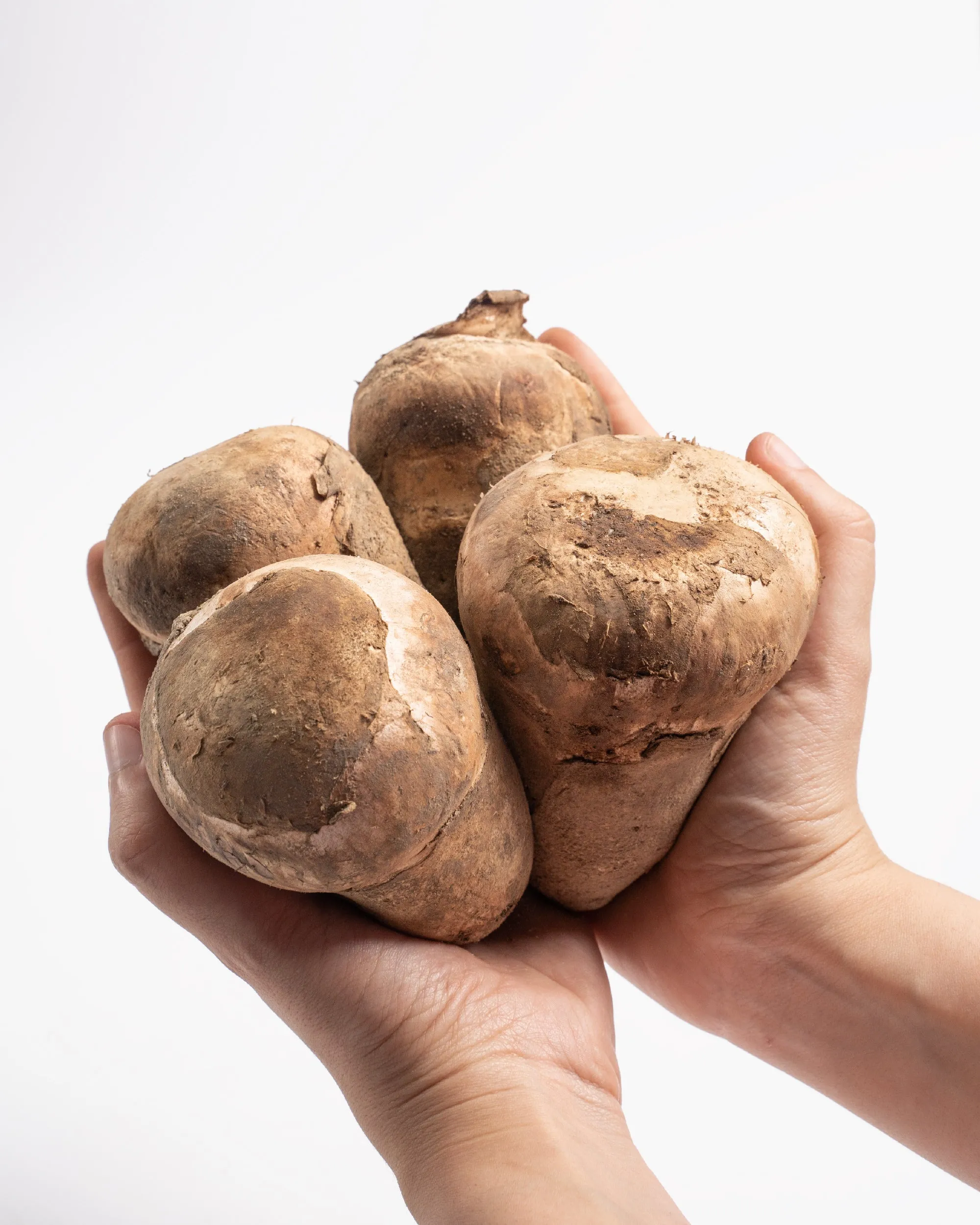 Gurumelo o Amanita Ponderosa fresca 400 g