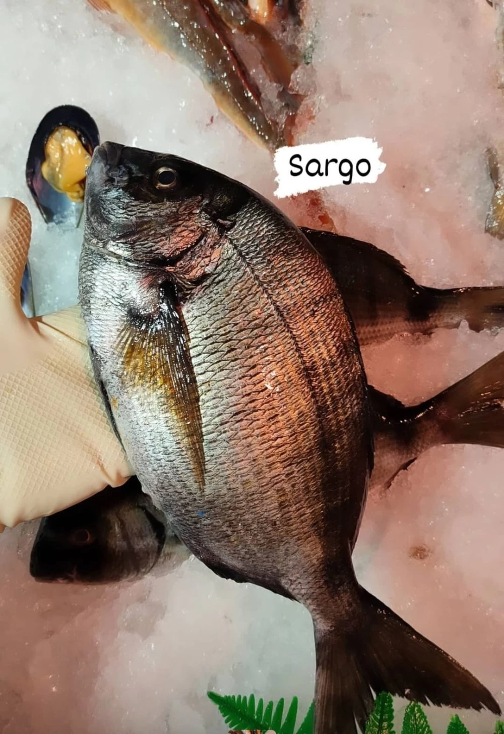 Sargo Salvaje Lonja del Cantábrico