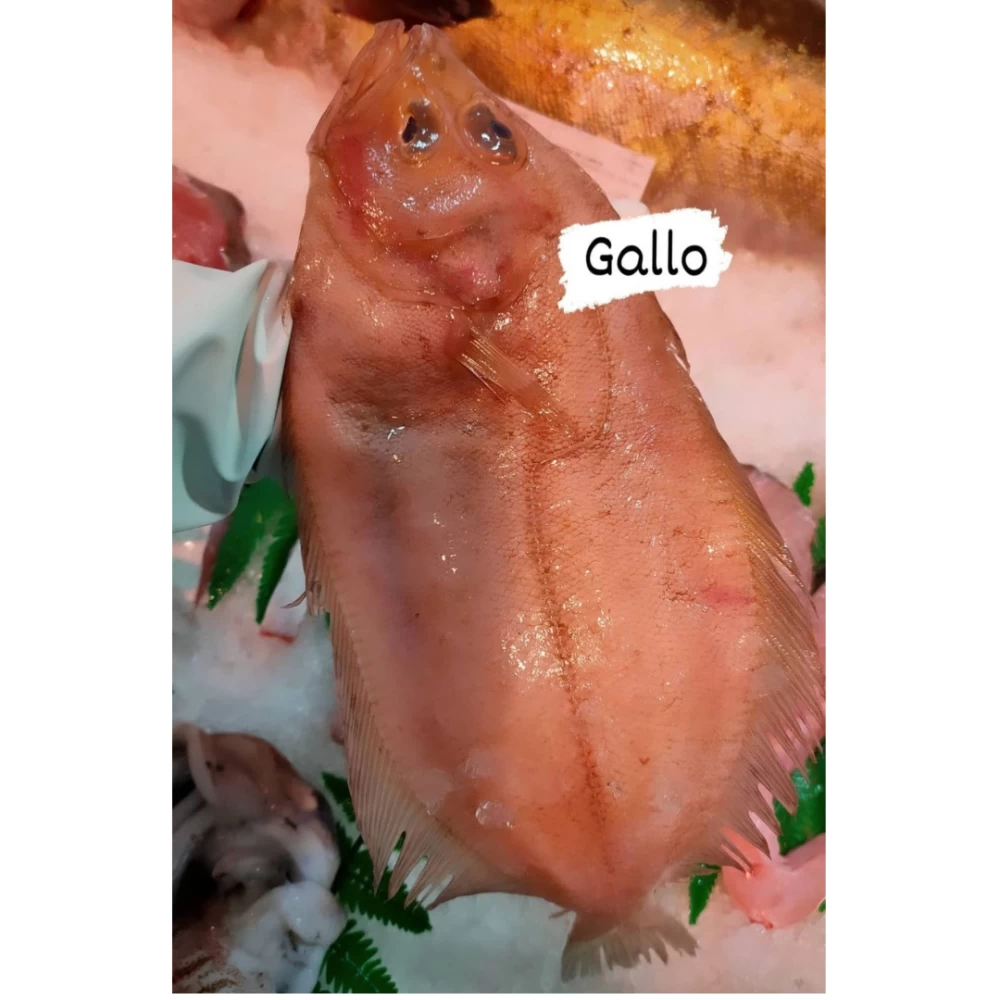Gallo Salvaje Lonja del Cantábrico (Pieza 500-600gr)