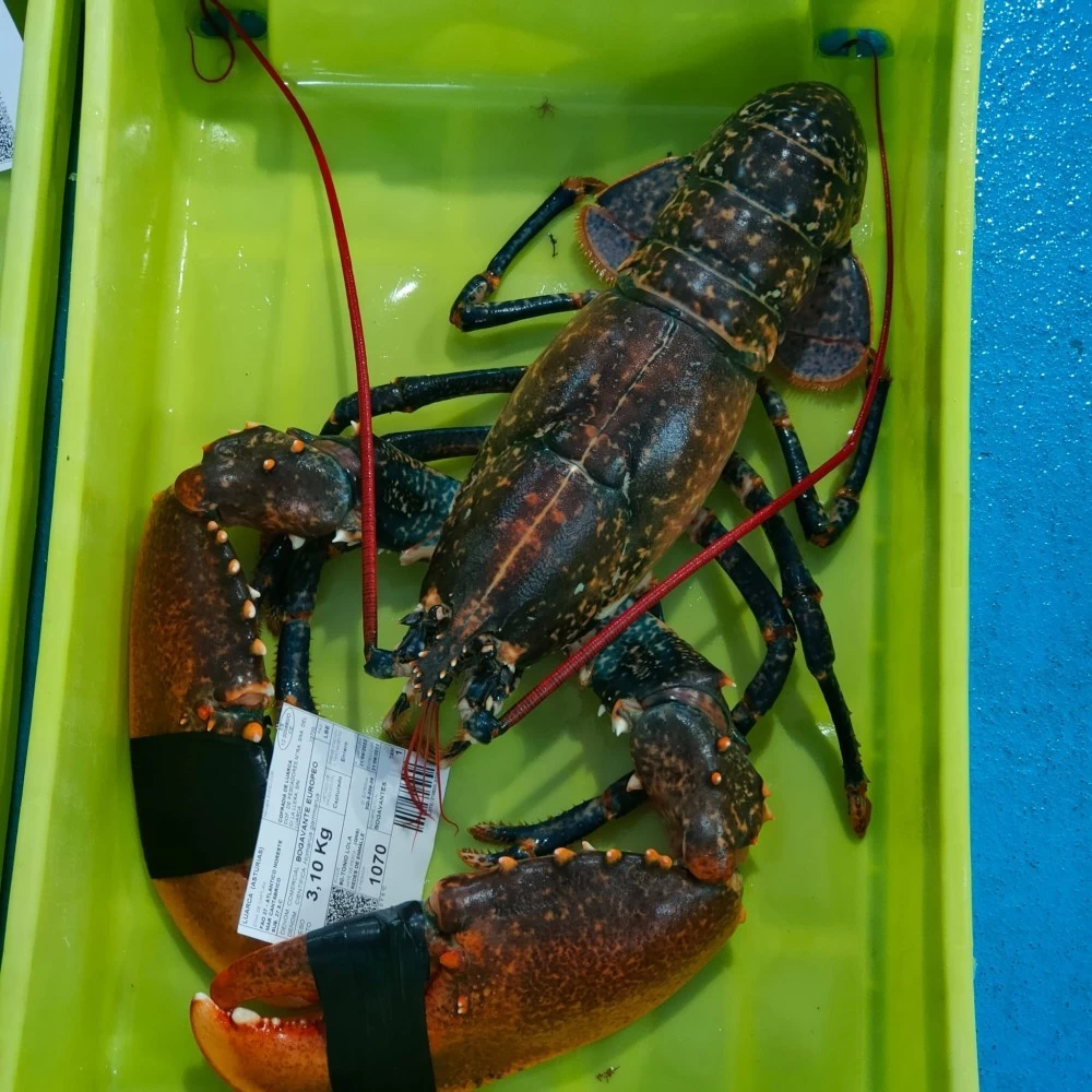 Bogavante Azul Lonja del Cantábrico (Pieza de 550gr aprox.)