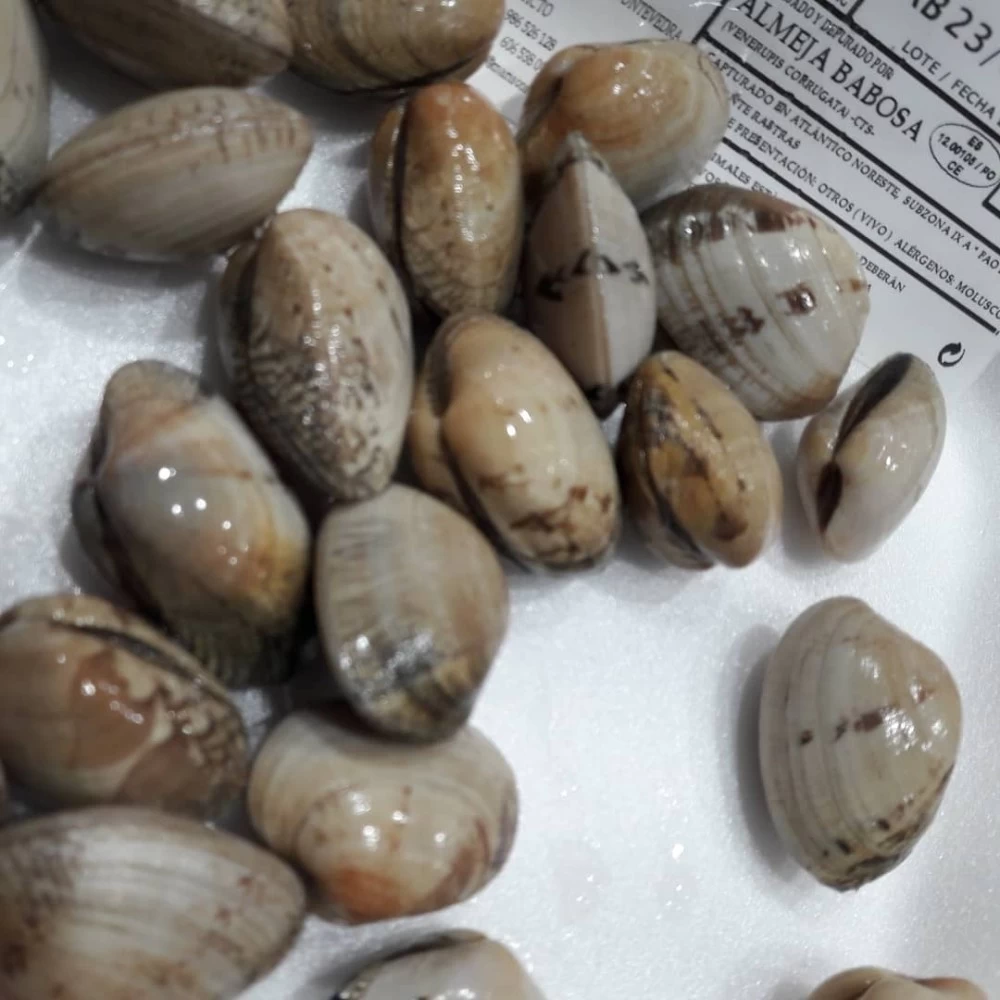 Almeja Babosa Grande Lonja del Cantábrico (500gr)