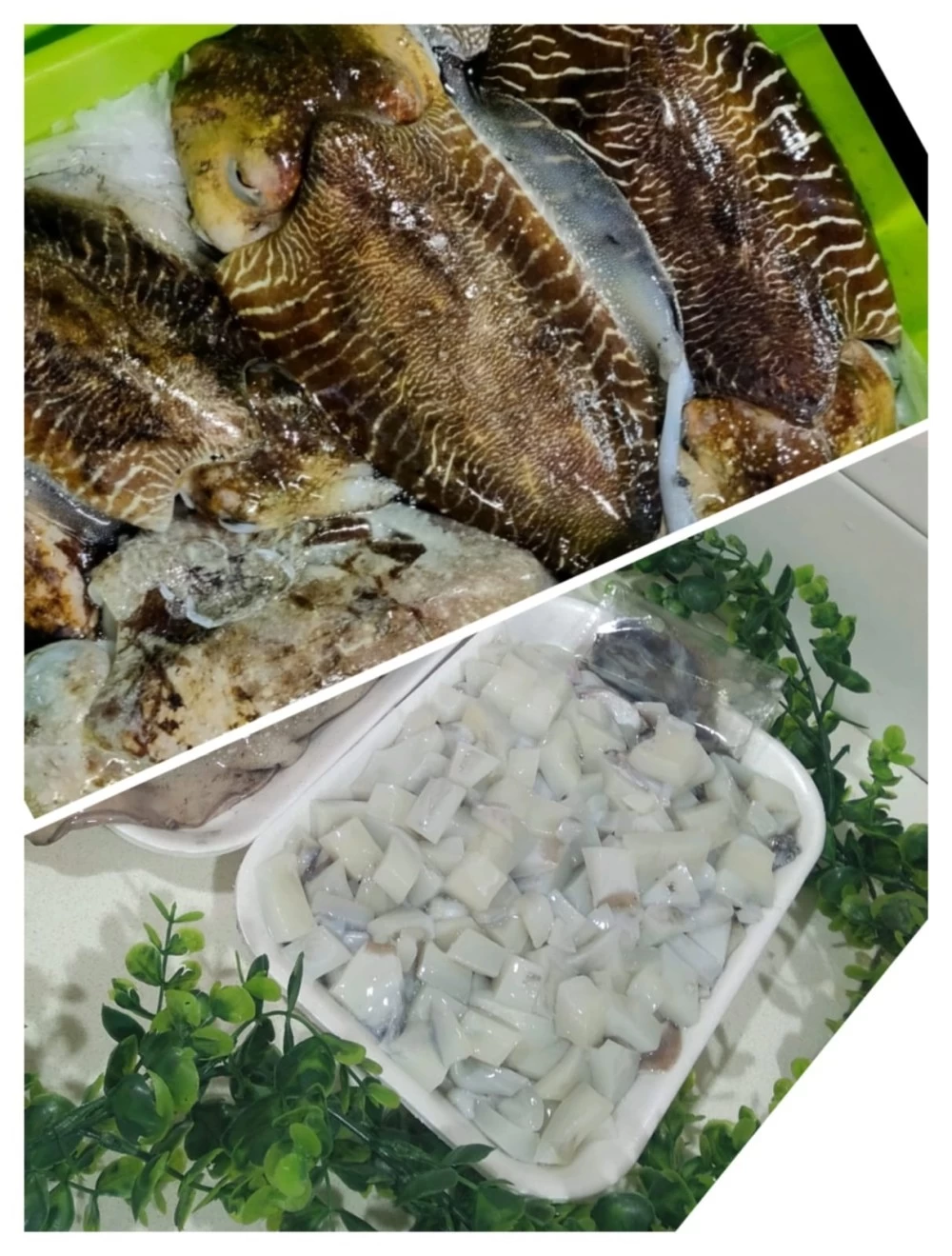 Sepia Lonja del Cantábrico (1Kg)