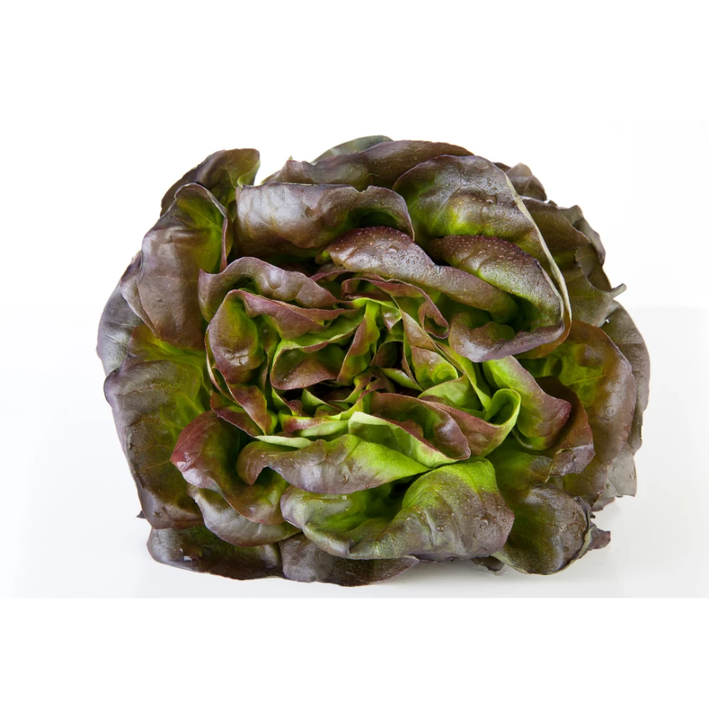 Lechuga Hoja Roble Roja Alboraya (unidad)