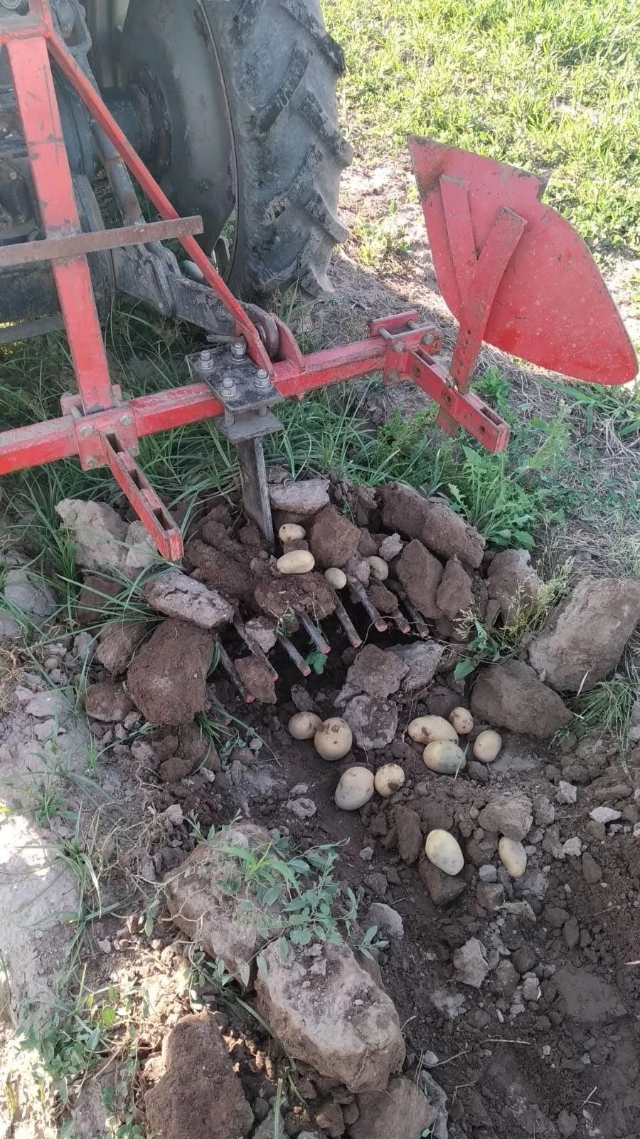 Patata Monalisa Huerta Alboraya (1Kg)