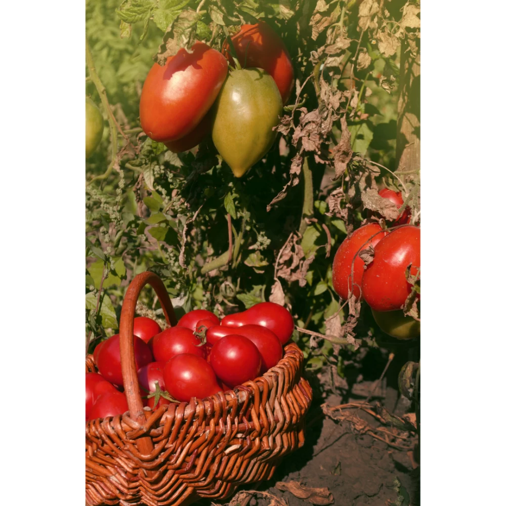 Tomate Pera Huerta Alboraya (500gr)