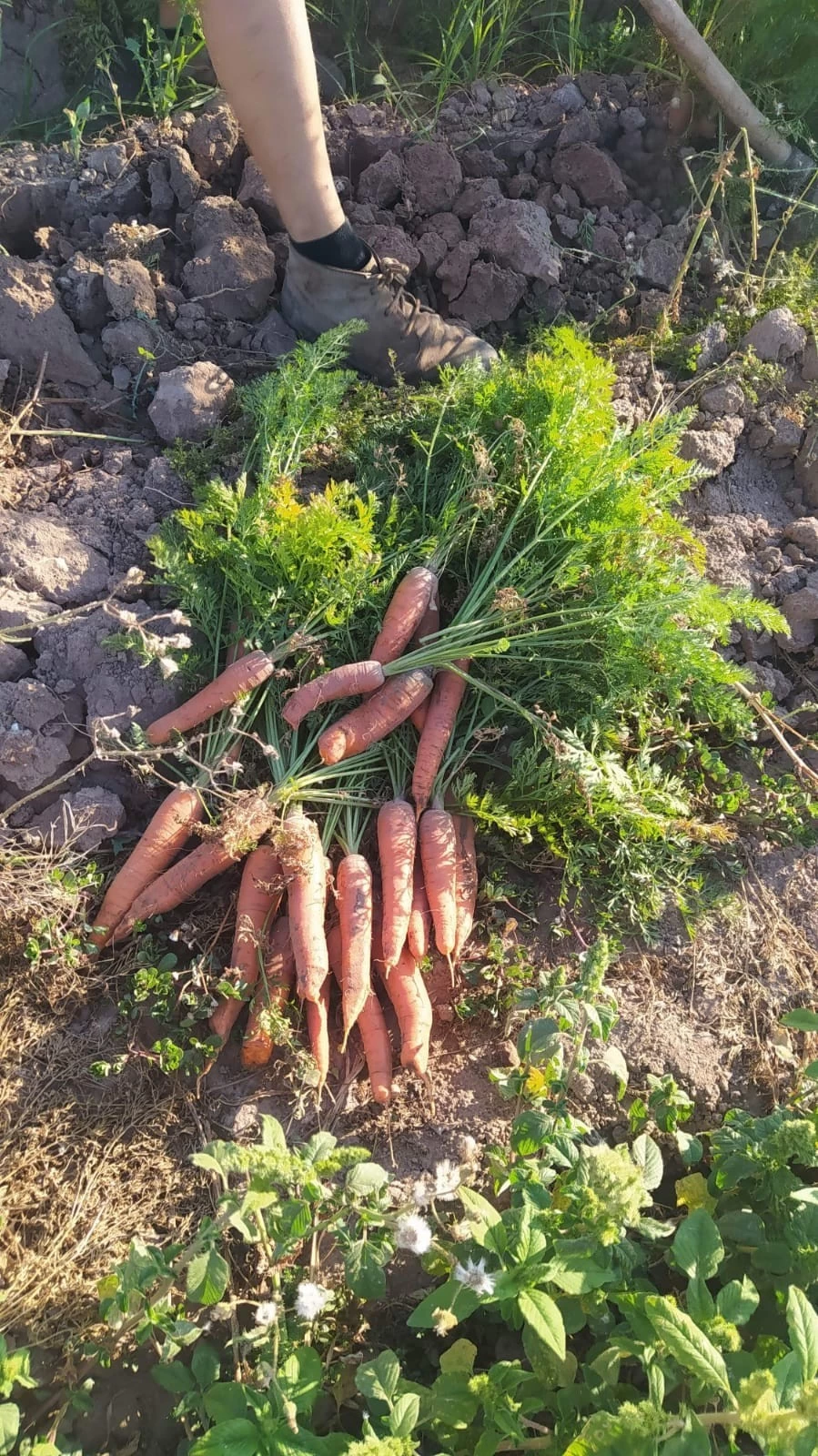 Zanahoria con Hojas Huerta Alboraya (500gr)