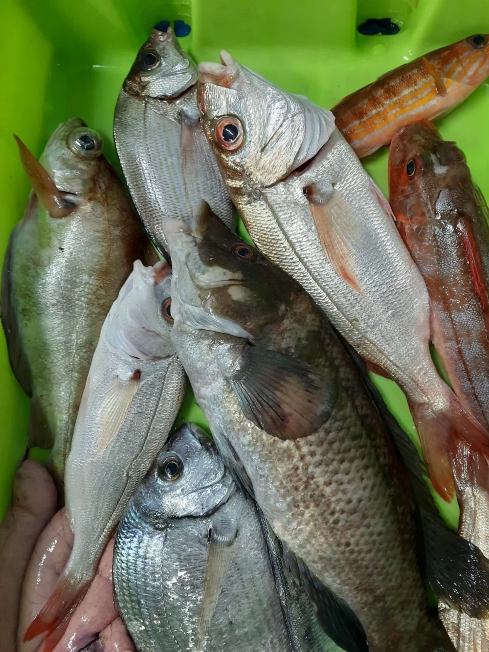 Pescadito de Roca Lonja del Cantábrico (1Kg)