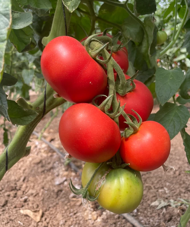 Tomate Ensalada Óptima Huerta Toledo ECO (1Kg)