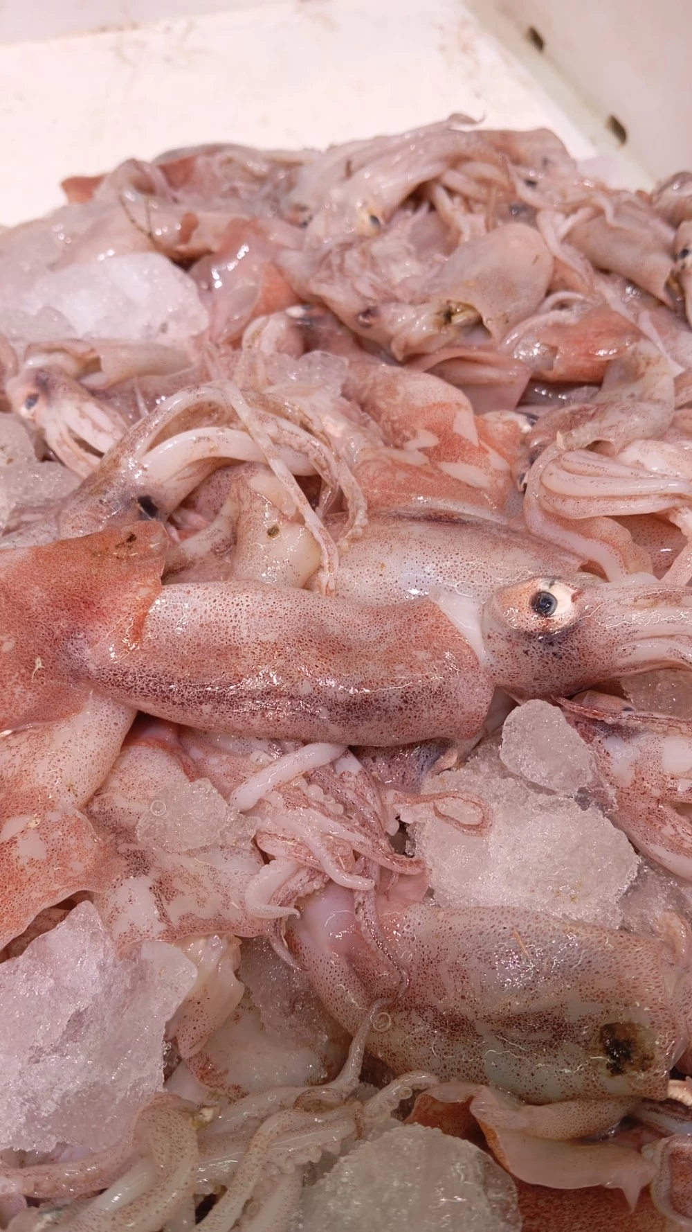 Pota de Benicarló (500gr)