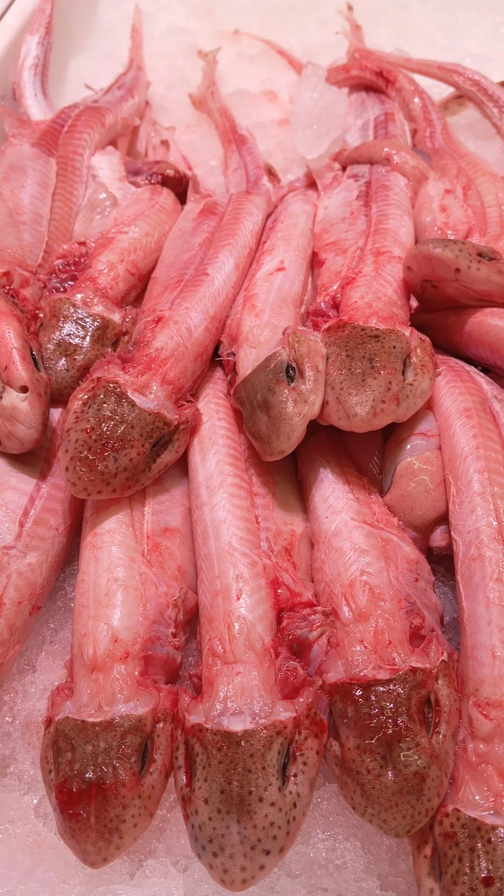 Pintarroja (Gatet) Lonja del Levante (500gr)