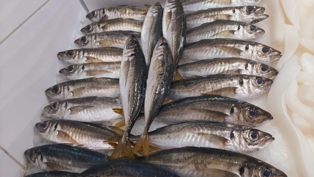 Jurel Lonja de Fuengirola (500gr)