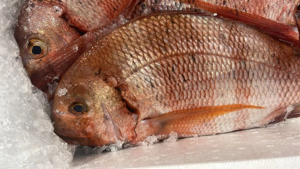 Urtas Conil (Pieza de 1Kg)