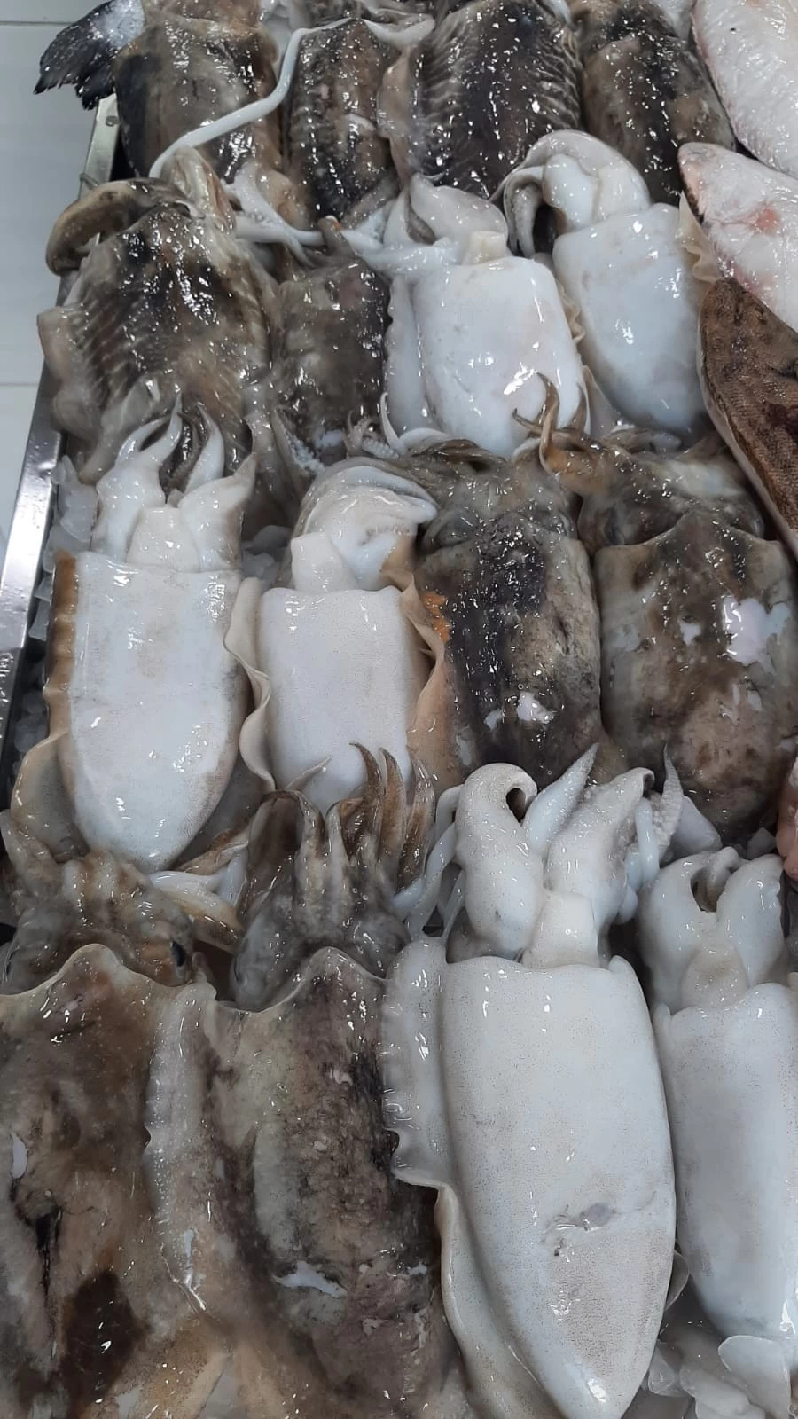 Chocos Lonja de Fuengirola (Pieza de 800gr)