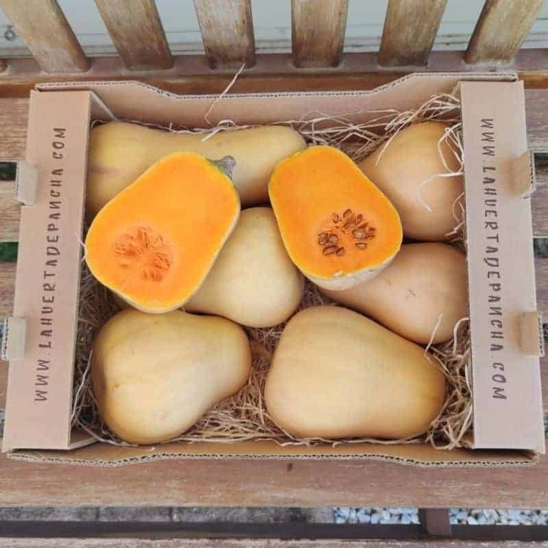 Calabaza de la Axarquía (1Kg)