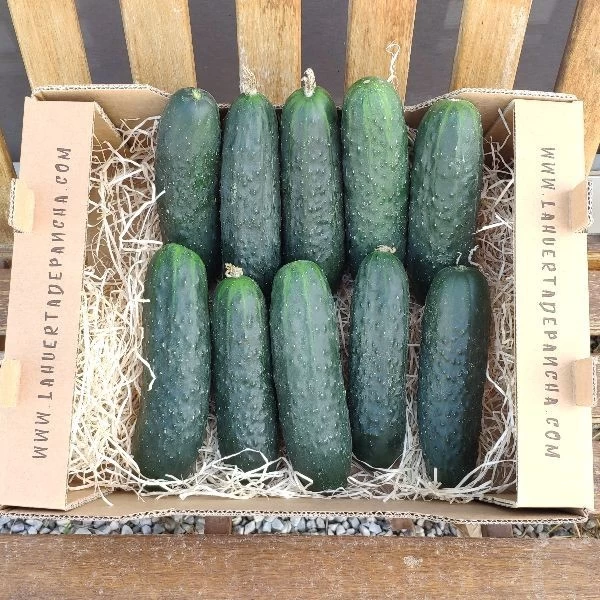 Pepino de la Axarquía (500gr)