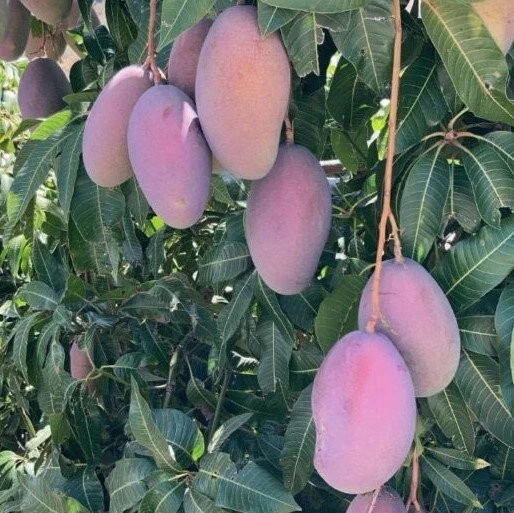 Mango Osteen Málaga (500gr)
