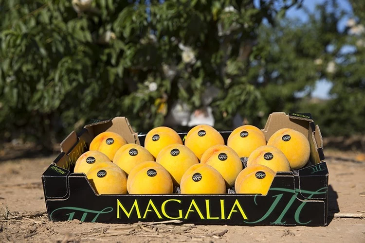 Melocotón Amarillo de Aragón (5Kg)