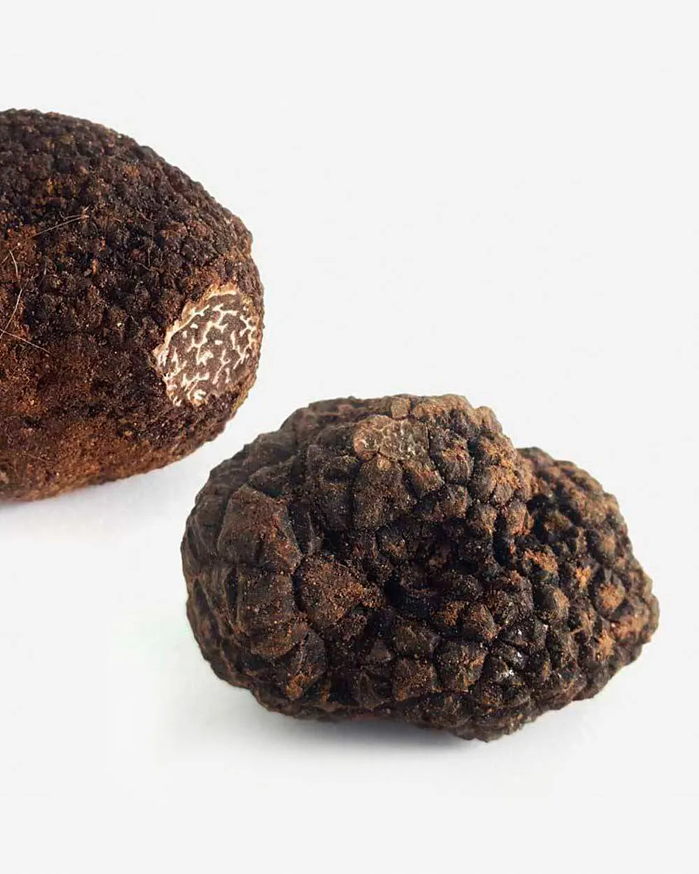 Trufa negra Tuber Melanosporum fresca