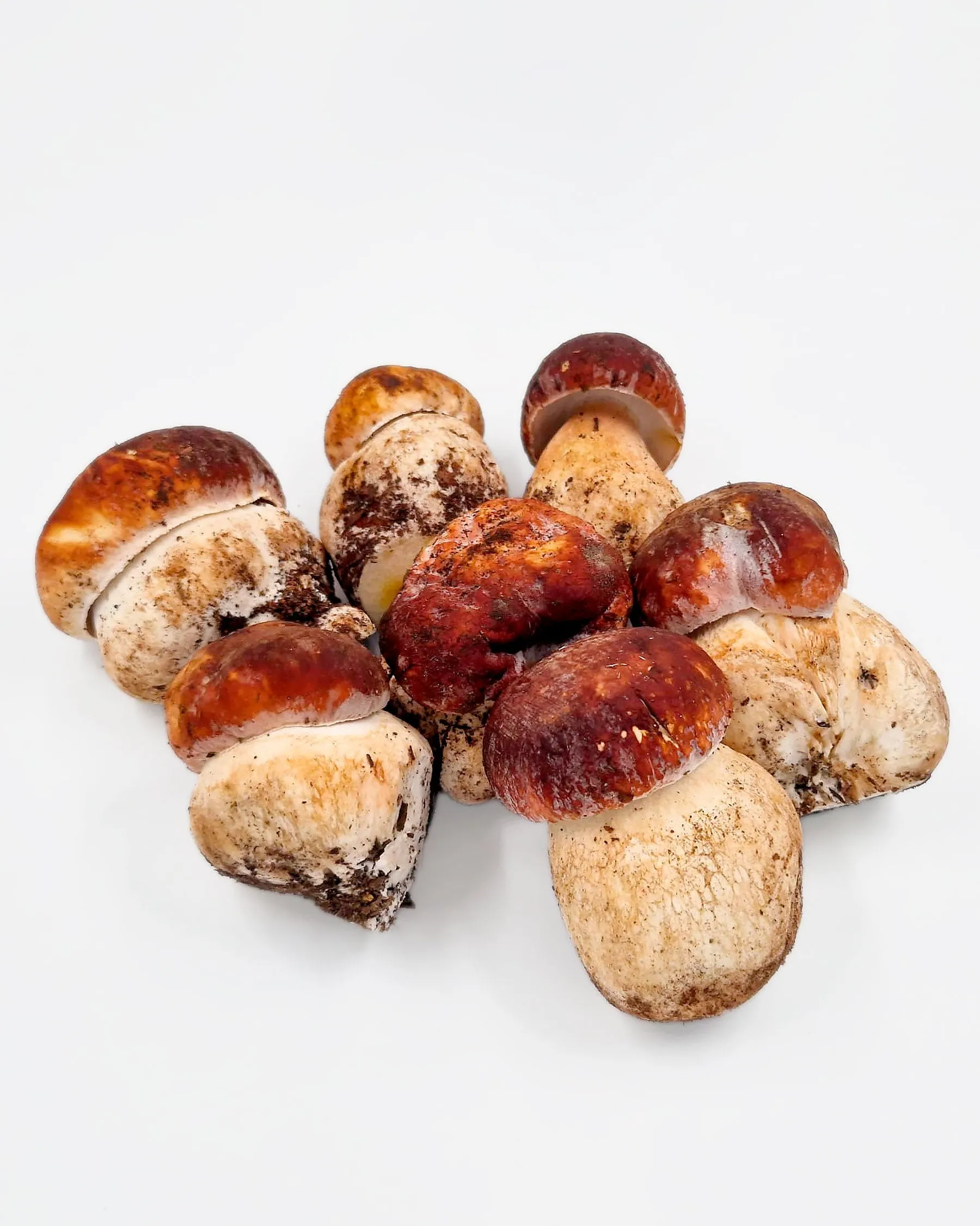 Boletus pinicola fresco 500 g
